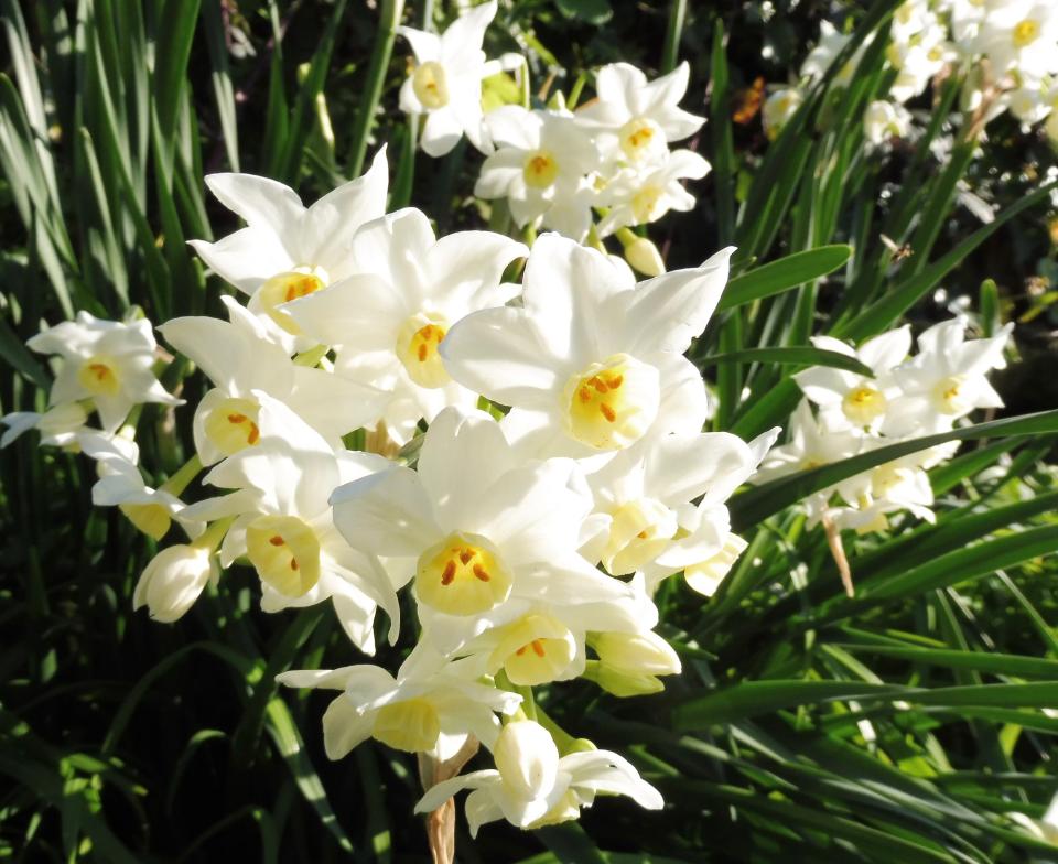 scented flowers